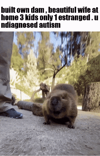a picture of a beaver with the caption " built own dam "