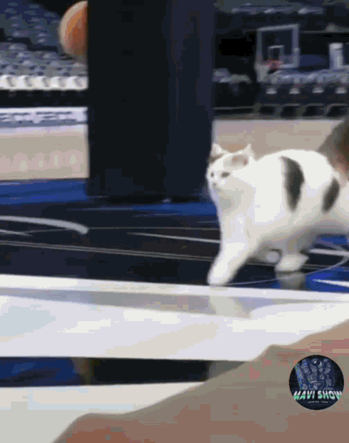 a cat is running on a basketball court with a mavi show logo in the corner