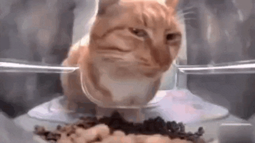 Cat Skeptical Cat GIF - Cat Skeptical Cat Suspicious GIFs