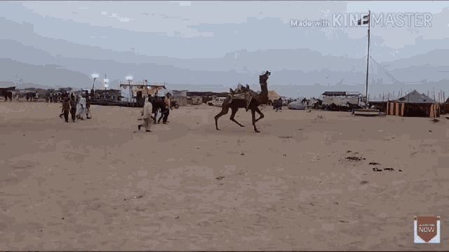 Desert Camel GIF - Desert Camel GIFs