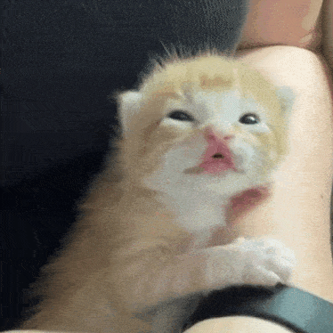 a person is holding a small kitten in their arms and it is looking at the camera .