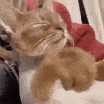 a cat is laying on a bed with its eyes closed and its paws outstretched .