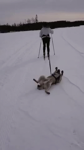 Dog Dragging GIF - Dog Dragging I Dont Want To Go Home GIFs