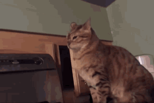 Cat Lol Cat Attack GIF - Cat Lol Cat Attack Hidden Attack GIFs
