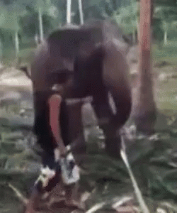Gajah Tabok GIF - Elephant Angry GIFs