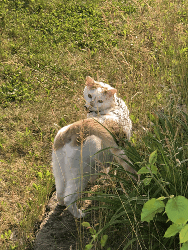 a brown and white cat laying in the grass