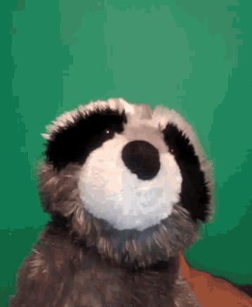 a stuffed raccoon is sitting in front of a green screen