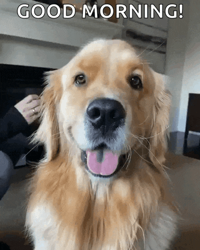 a dog with its tongue hanging out and the words " good morning " above it