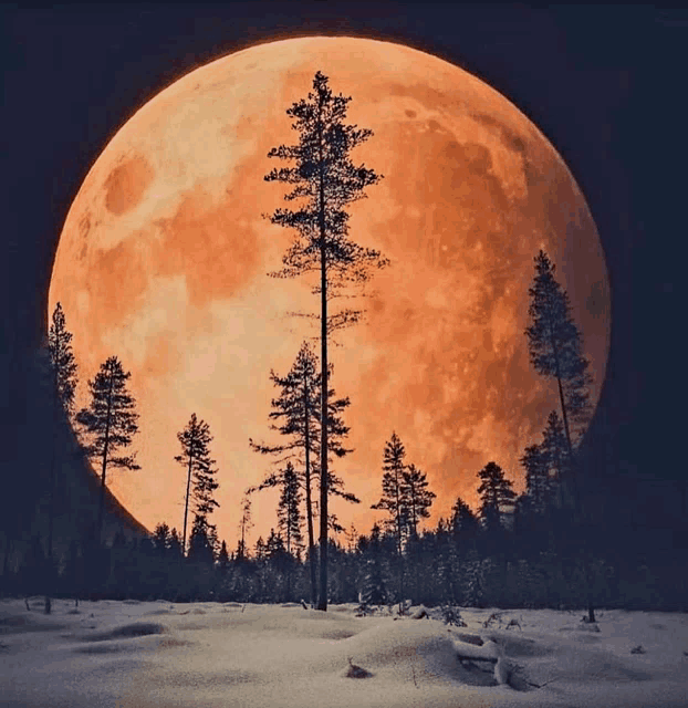 a full moon is behind a snowy forest with trees in the foreground