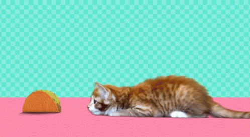 Taco Cat GIF - Taco Cat Pounce GIFs