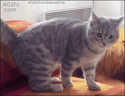 a gray and white cat is standing on a bed with a 4gifs.com watermark on the bottom