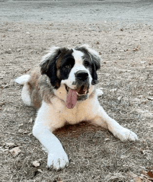 a brown and white dog is laying on the ground with its tongue hanging out