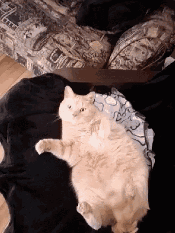 a cat is laying on its back on a black pillow