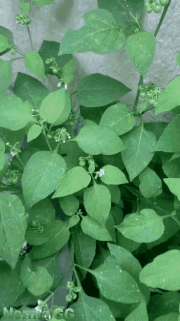 Planta Verde GIF - Planta Verde Fruta GIFs