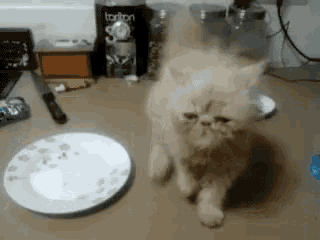 a cat is standing in front of a plate with a bottle of torton coffee in the background