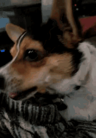 Yummy Dog Chewing GIF - Yummy Dog Chewing GIFs
