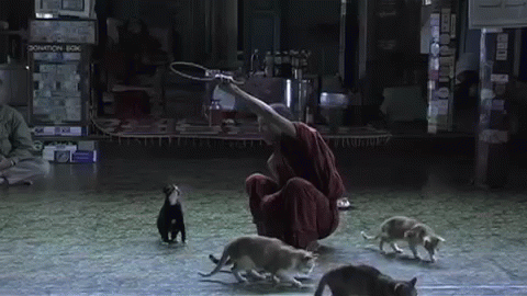 True Enlightenment GIF - Cats Jump Monk GIFs