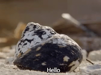 Hermit Crab Hello GIF - Hermit Crab Hello GIFs