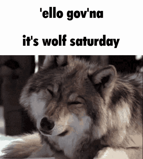 Wolf Saturday Wolf GIF - Wolf Saturday Wolf Wolf Week GIFs