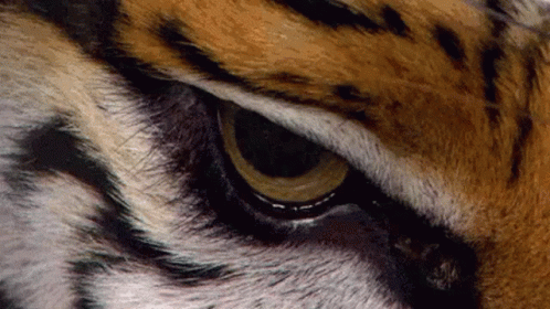 Lsu Tigers GIF - Lsu Tigers Eye GIFs