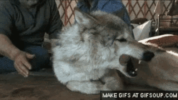 a man is petting a wolf that is laying on the floor with its mouth open .