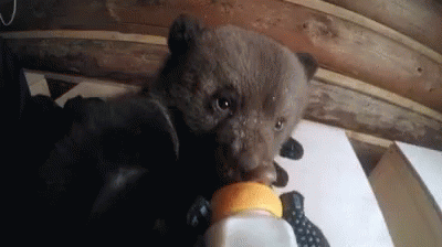 Bear Drinking GIF - Bear Drinking Milk GIFs