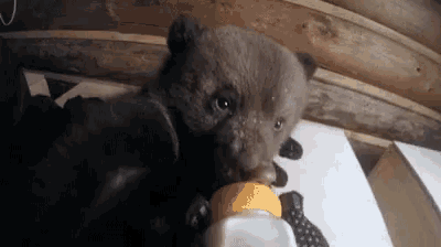 a baby bear is drinking milk from a bottle