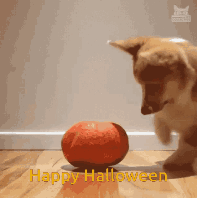 Happy Halloween Cute GIF - Happy Halloween Cute Dog GIFs