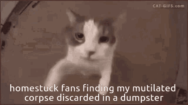 a picture of a cat with the caption homestuck fans finding my mutilated corpse discarded in a dumpster ..