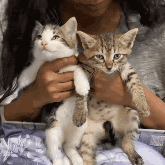 Kitten Kittens GIF - Kitten Kittens Kitty GIFs