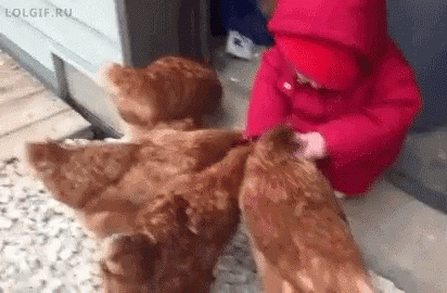 Baby Feeding GIF - Baby Feeding Chickens GIFs