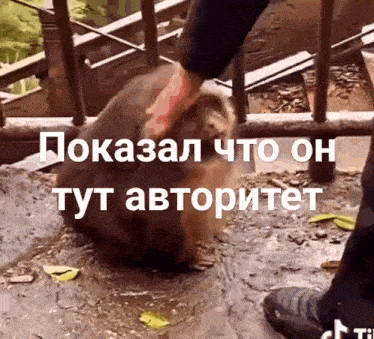a person is petting a beaver in russian