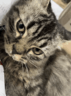 a close up of a cat 's face with a white background