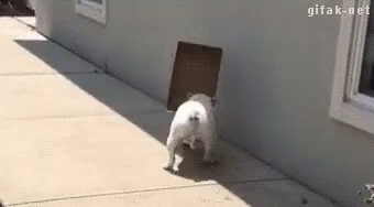 Stubborn GIF - Dog Funny Box GIFs