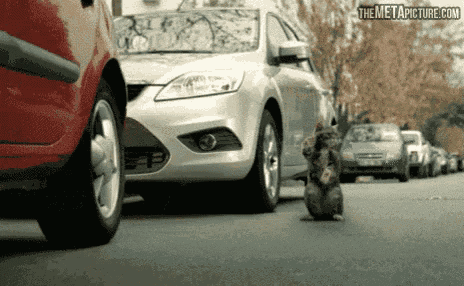 a cat is walking between two cars with the metapicture.com website visible