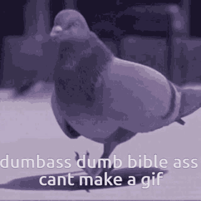 a picture of a pigeon with the words dumbass dumb bible ass cant make a gif below it