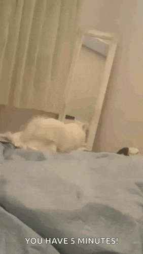 a cat is laying on a bed with the words " you have 5 minutes " written on the bottom
