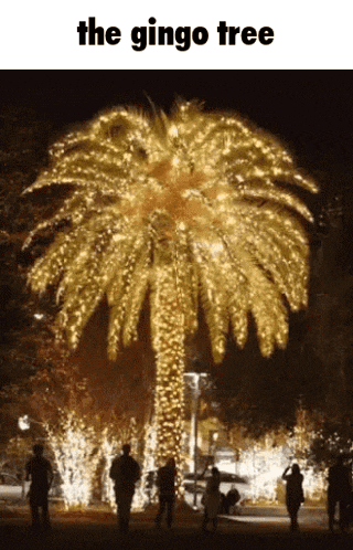 a palm tree is decorated with christmas lights and says the gingo tree above it