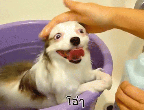 ลูบหัวหมา อ้อน น่ารัก GIF - Patting Dog Head Dag Cute GIFs