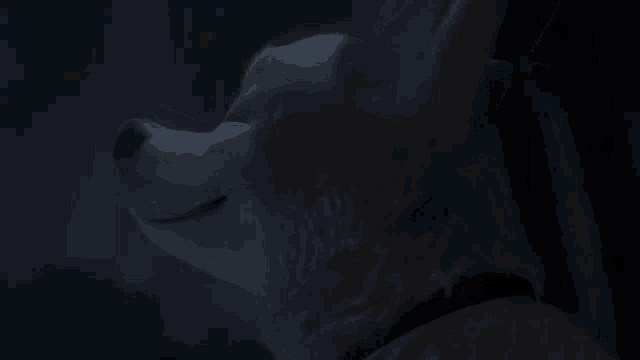 a close up of a dog 's face in the dark looking up