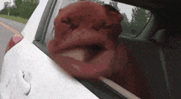 a dog is sticking its head out of a car window .