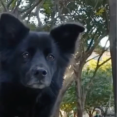 a close up of a black dog with trees in the background