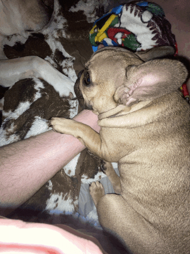 a dog laying on a blanket with its paw on a person 's leg