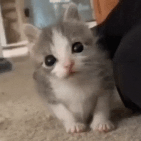 a kitten is sitting on the floor looking at the camera .