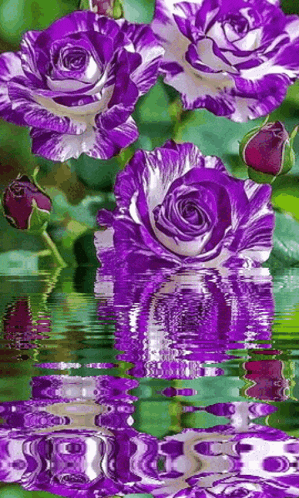 a bunch of purple roses are reflected in the water .