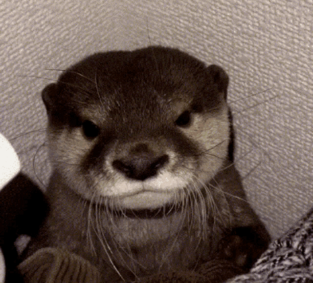 Otter Bored GIF - Otter Bored Wait GIFs