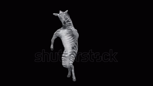 Dancing Zebra GIF - Dancing Zebra GIFs