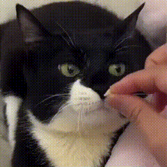 a black and white cat is being petting by a person 's hand .