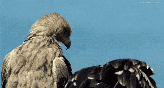two birds are standing next to each other with a blue sky in the background and a hashtag that starts with the letters hsd
