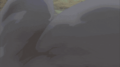 a green pokemon with sharp teeth is standing on the ground
